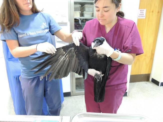 Tests showed that her condition was due to a mite infestation affecting her skin. She was treated with an anti-parasitic, but was still in too poor a condition to be released.