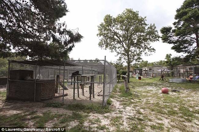 Bovard runs Single Vision from his home in Melrose, Florida. His 274-acre property serves as a sanctuary for the big cats.