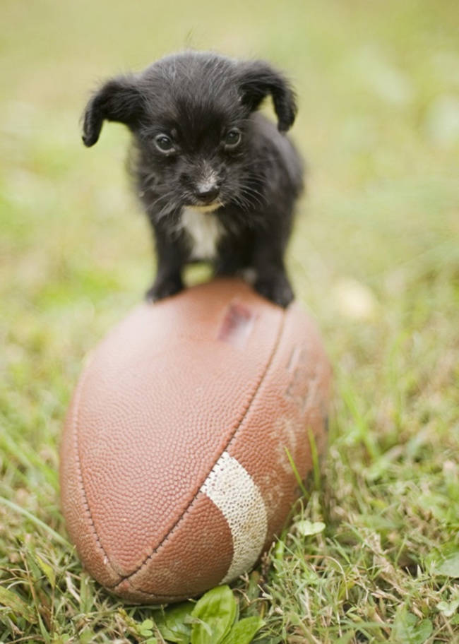 The football field is absolutely no place for you, tiny pup!