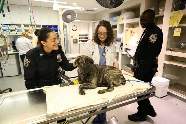 Staff decided to transport Huxley to the main ASPCA location in Manhattan for further assessment.