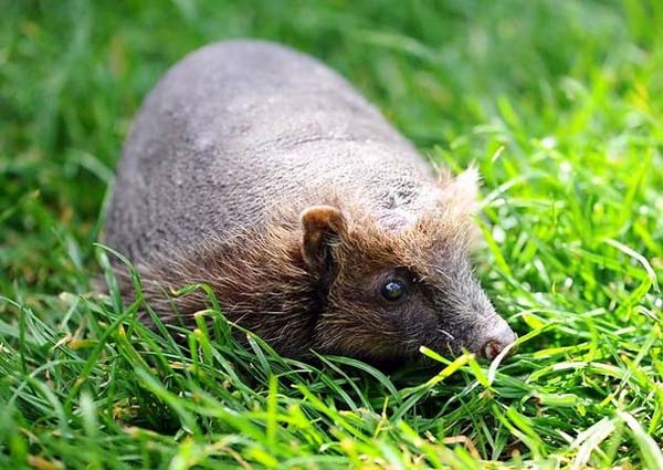 3.) Hedgehogs: Betty the hedgehog is completely bald, but folks at Foxy Lodge rescue center aren't entirely sure why.