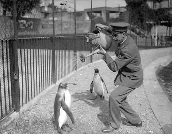 16.) A zookeeper gives penguins a cooling shower from a watering can (1930).