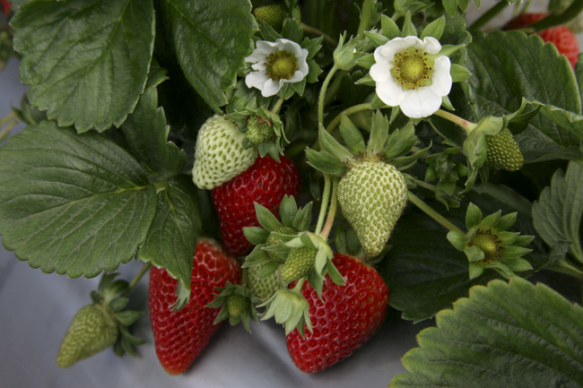 4.) Strawberries grow from flowers.