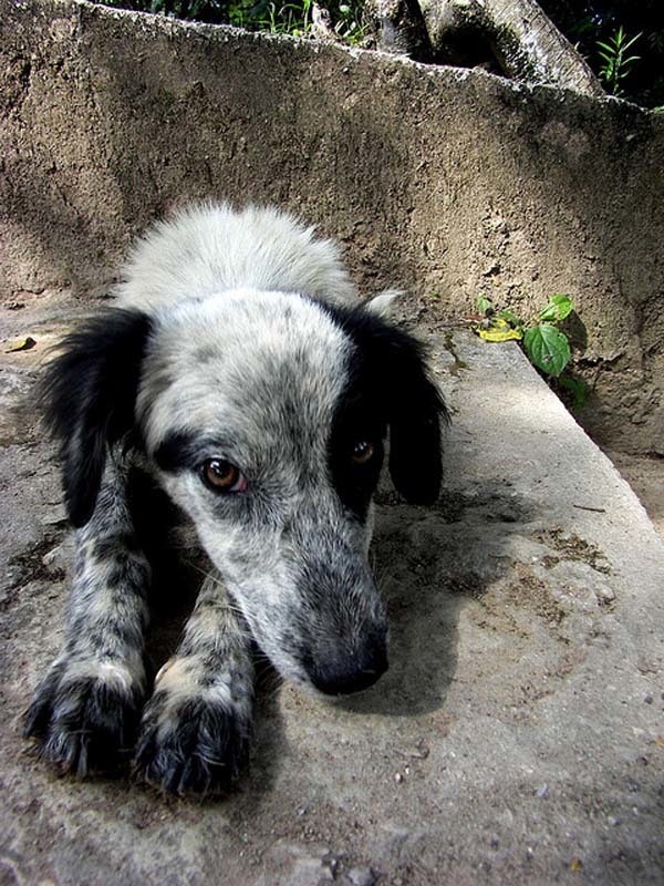 This dog's patch just makes her even sweeter.