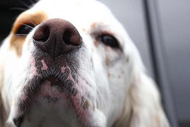 Did you know that search and rescue teams use dogs to find dead bodies?  Well did you know that dogs also excel at finding bodies in the water?  Yup, they drive a little dog boat and everything!  (Not really)