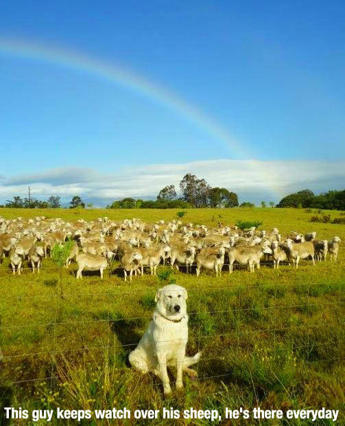 Well-guarded sheep.