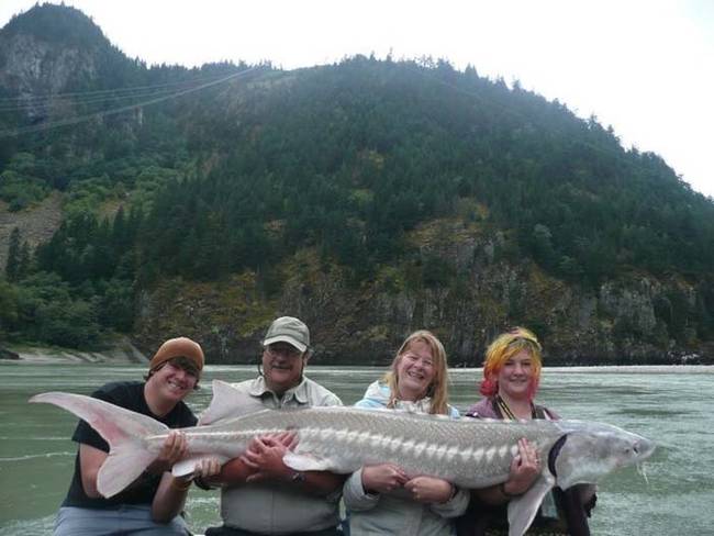 4.) Sturgeon.