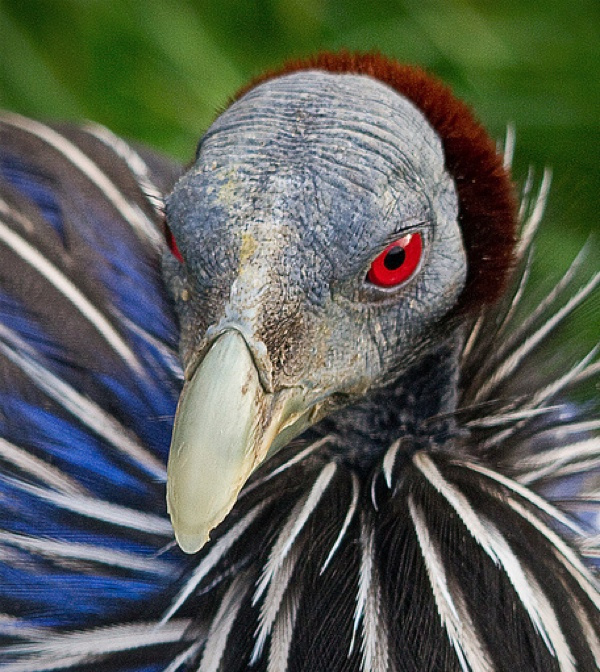 4.) Vulturine Guinea Fowl.