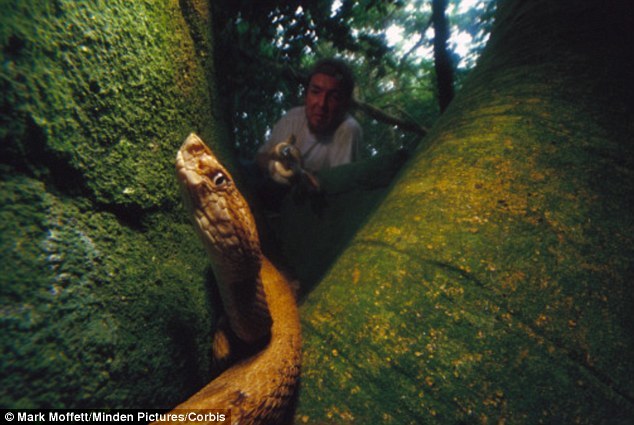 The venom of a golden lancehead viper is five times as venomous as a normal snake's.