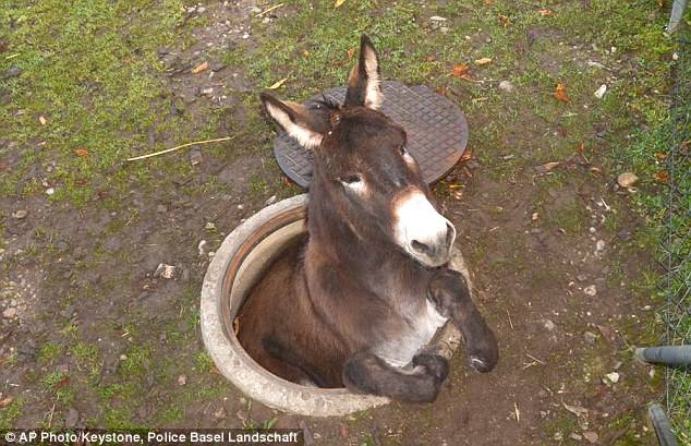 Nilo became stuck, hind legs first, in an open manhole after escaping from a petting zoo.