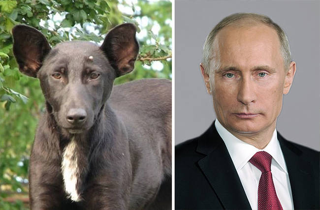 11.) This dog looks like Putin