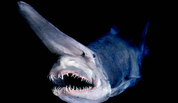 1. Goblin Shark - That elongated snout isn’t just for looks, it’s used as a sensory tool that can detect electric fields produced by other animals.