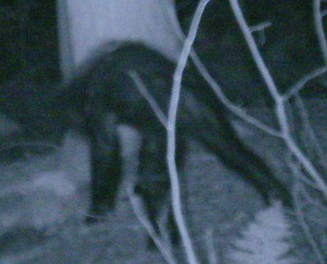 8.) In Pennsylvania Rick Jacobs took this picture of what he described is an "adolescent Bigfoot" but were instead revealed to be a bear with mange.