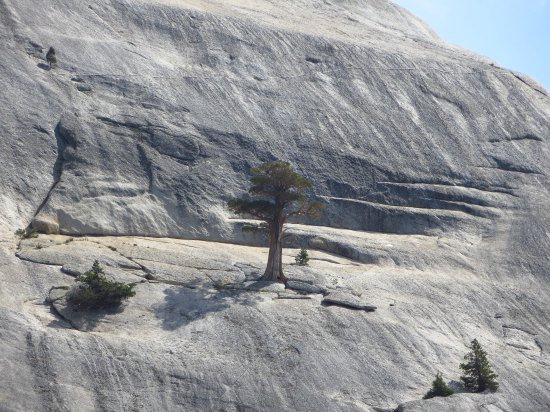 Those trees certainly don't have to worry about me climbing them.