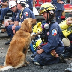 1. Bretagne: Former World Trade Center rescue dog, Bretagne now spends her days helping kids learn to read -- she's a friendly, non-judgmental audience for those who want to improve their skills -- and waiting to be called back into action.