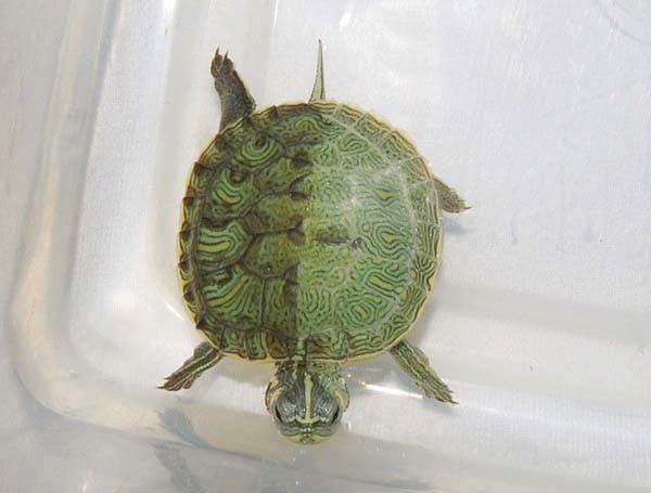 4.) Yellow Bellied Slider, e.g., that turtle your kids got tired of.