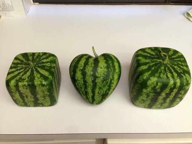 Of course pumpkins aren't the only thing that Dighera's farm grows. They also grows differently shaped watermelons.