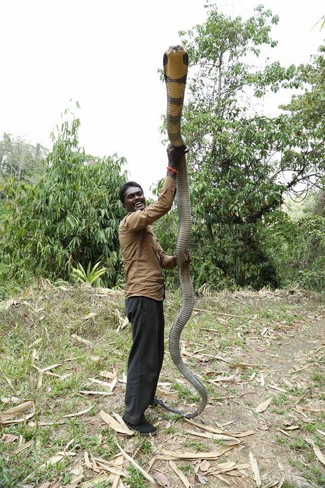 He is widely known for his conservation activities like rescue and release of endangered species of snakes, preservation of collected eggs till hatching periods and creating awareness among people about snakes and their behavior.