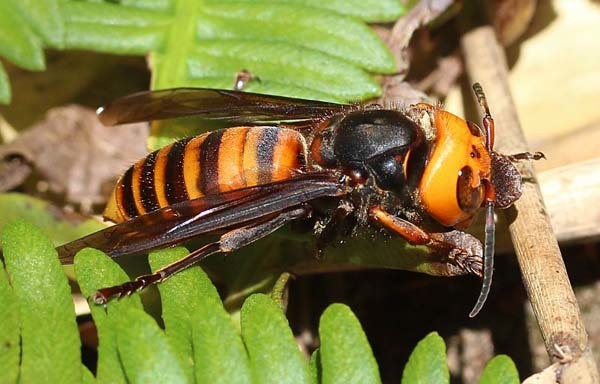 6.) Japanese Giant Hornets: These suckers can grow to be 2 inches long and their stingers can be a quarter-inch long. Not only are they GIANT, but they are extremely aggressive and fearless.