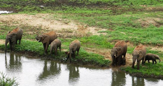 Elephant specialist Dr. Ian Whyte explains the "Curve needs a stress free environment to beat the odds.”