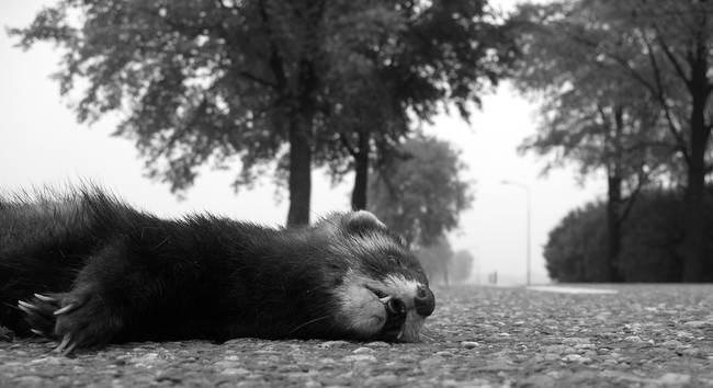 If you had a fast food restaurant that served roadkill, wouldn't that make it not-quite-fast-enough food?