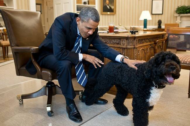 Bo Obama, the first dog