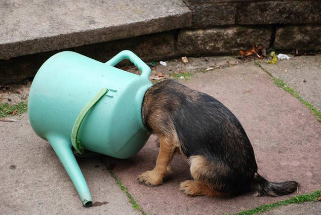 A very thirsty pup.