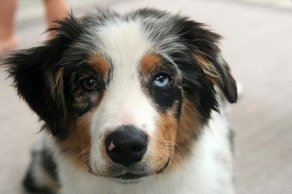 Winnie the Australian Shepherd has heterochromia... and a sweet smile.