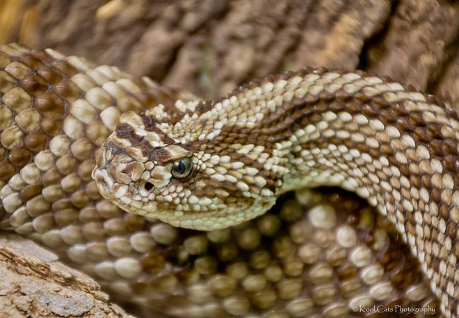 This is a rattlesnake. Why would you want to be surrounded by them? Not sure.