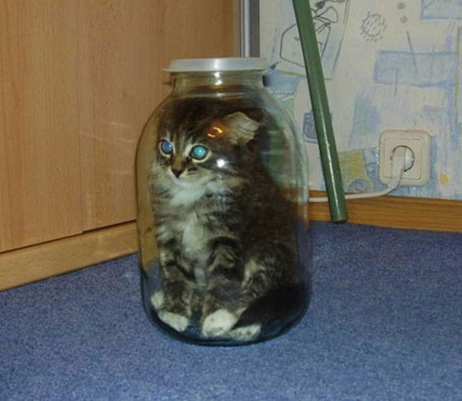 13.) Guess how many kittens are in this jar!