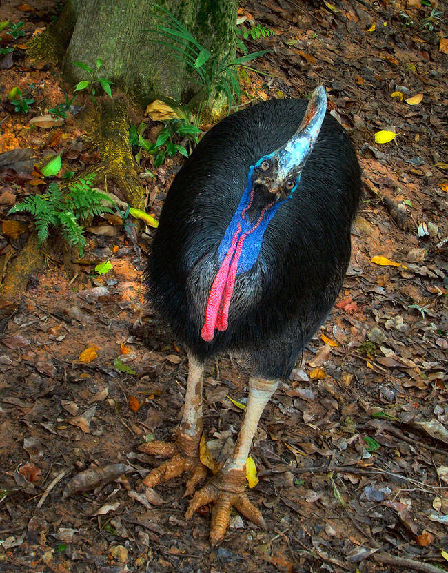 The cassowary has a six inch claw on each of its feet. It loves to kick when it's angry...and is about as tall as a human being.