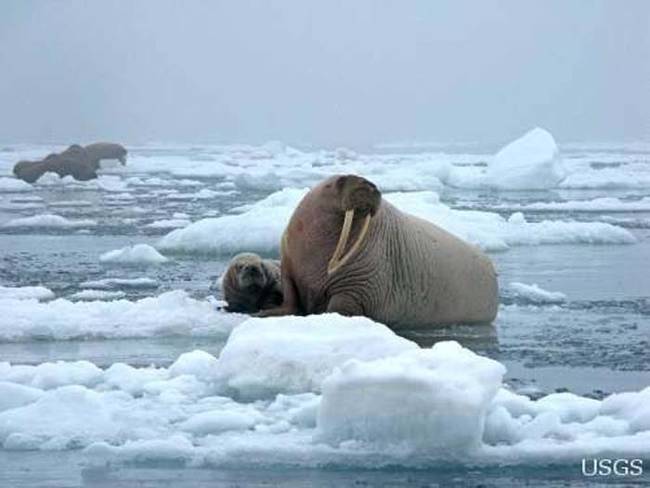 The future does not look good for walruses if something is not done to mitigate the damage of climate change to their environment. This summer had the sixth smallest amount of sea ice since satellite monitoring of the Arctic began in 1979.