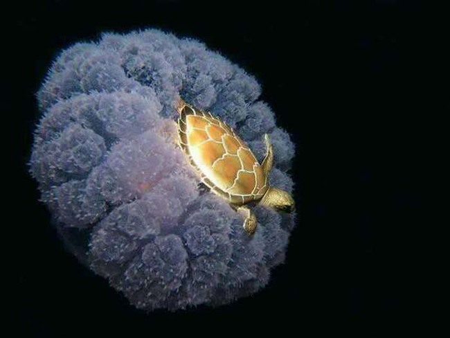 2.) A tiny sea turtle rides a jelly fish.