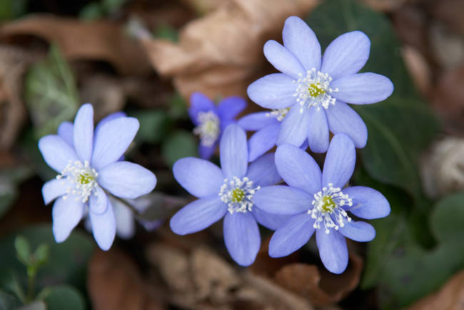 Liverwort was a popular seasoning for those who prepared food for the feast. Same with olive oil, parsnips, and leeks.