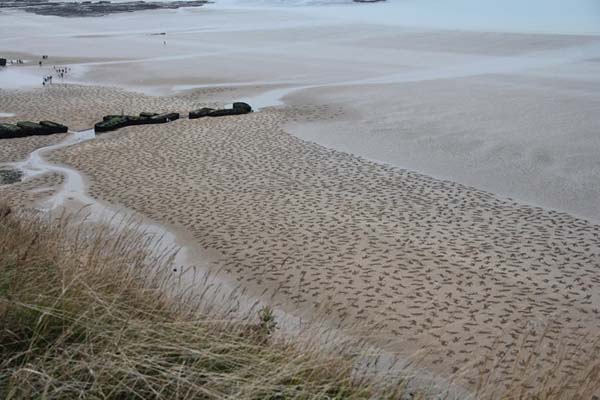 60 volunteers along with over 500 local residents helped created this temporary tribute.