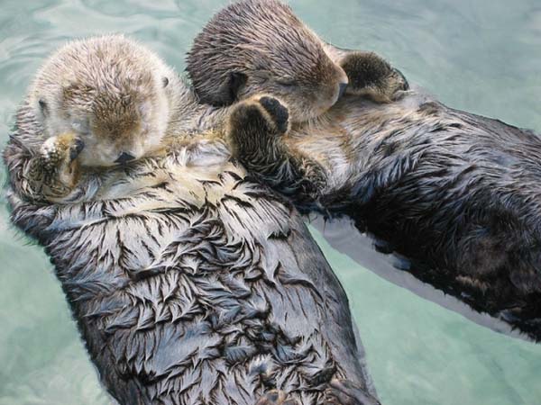 22.) Otters hold hands so they don't float away from each other while they sleep.