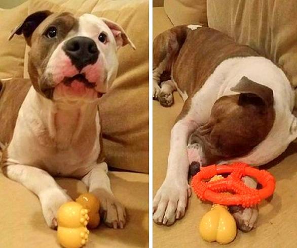 Here's Petey resting up on Scutro's couch with some new toys a stranger bought for him. Scutro offered to house the pair for a night when they had nowhere else to go. Petey couldn't have been happier with his new toys and a clean, warm couch to snooze on.