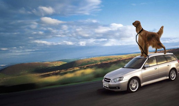 24. Alaskans: you cannot tie a dog to the roof of your car in your state.