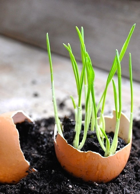 You can use an old egg shell to start a seedling.