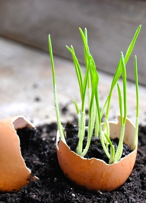 13.) You can use an old egg shell to start a seedling.