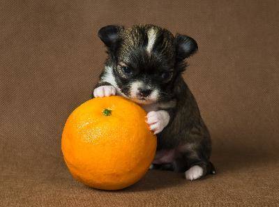 Stay away from the fruit bowl, someone might mistake you for a kiwi.