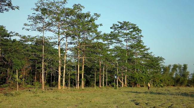 His work was so good, in fact, that not only did Bengal Tigers, Elephants, and a host of animals naturally move into the forest, but filmmaker William Douglas McMaster recently crowdfunded a documentary film on Kickstarter about his work. The film is called "Forest Man."