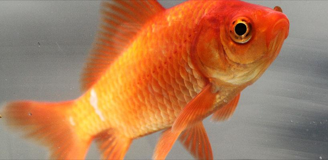 8.) The common goldfish's memory only lasts a few seconds.