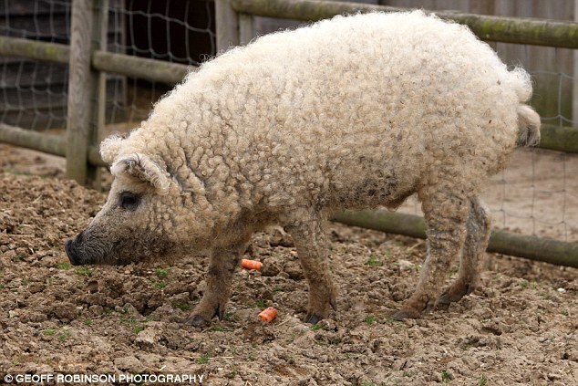 12.) This is a sheep-pig. Unfortunately, they're not actually part-sheep. They are, however, a cross between a pig and a super-duper rare pig called a Lincolnshire curly coat.