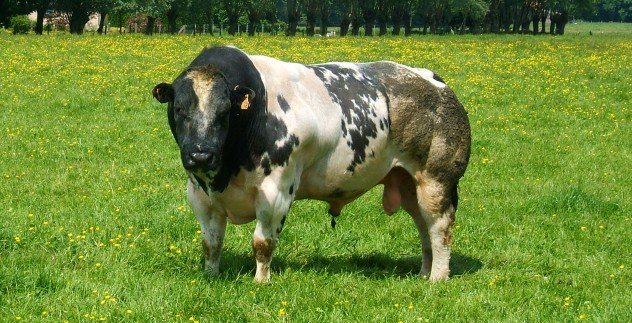 Extremely muscley cows.