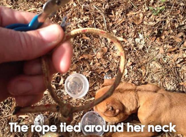 The rope around her neck was barely large enough to hold a ponytail.