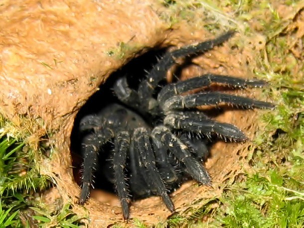 7.) The Trapdoor Spiders’ Hinged Door Home: The trapdoor spider is one scary bug. It makes an elaborate home complete with a fully hinged door that it uses as a booby trap for its prey.