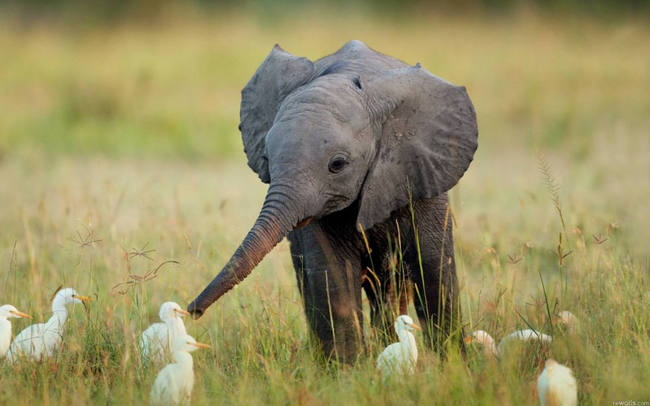 12.) A baby elephant frolicking with birds.