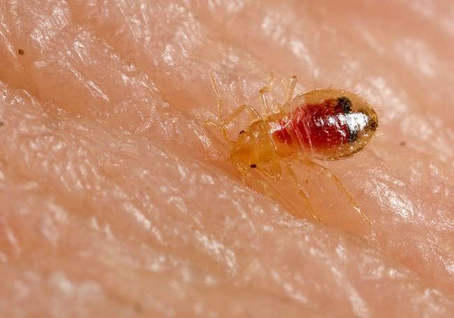 Bed bugs are "hitch hikers." They depend on catching a ride with a host so that they can spread to other areas.