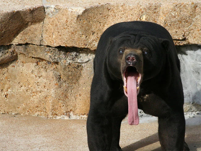 Did you refuse to share your picnic basket with this bear?